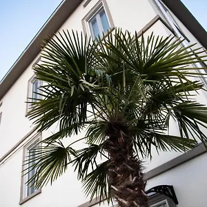 Gasthuis Le Palme, Parma